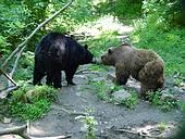 Bärenpark Worbis © HVE Eichsfeld Touristik e.V.