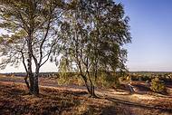 Heidschnuckenweg Brunsberg © Lüneburger Heide GmbH