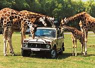 Neugierige Giraffen bei der Safari im Serengeti-Park © Serengeti-Park Hodenhagen