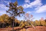 Heidschnuckenweg Büsenbachtal © Lüneburger Heide GmbH