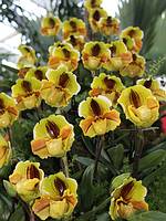 Berggarten: Frauenschuh-Orchideen, Fotograf: Dr. Boris Schlumpberger © Herrenhäuser Gärten